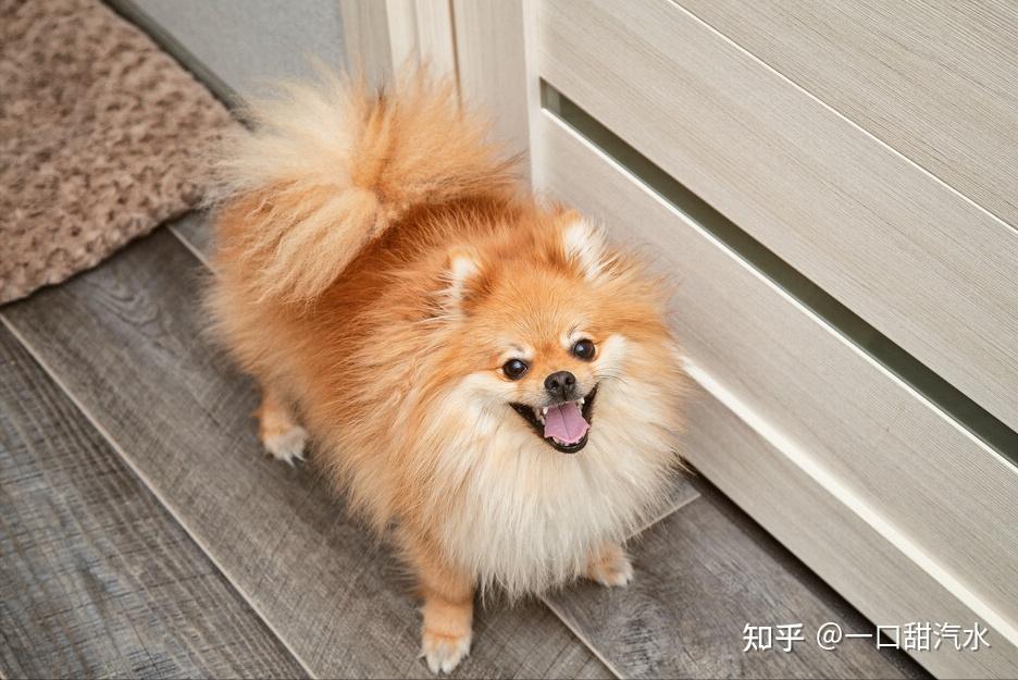 博美犬掉毛嚴重怎麼辦其實方法很簡單