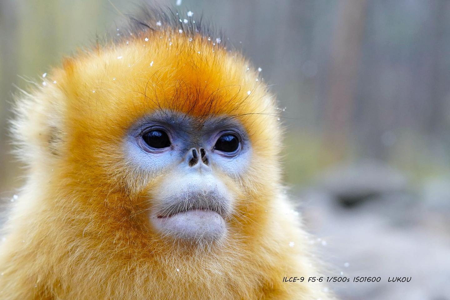 猴子|摄影|宠物摄影|SloanWANG - 原创作品 - 站酷 (ZCOOL)