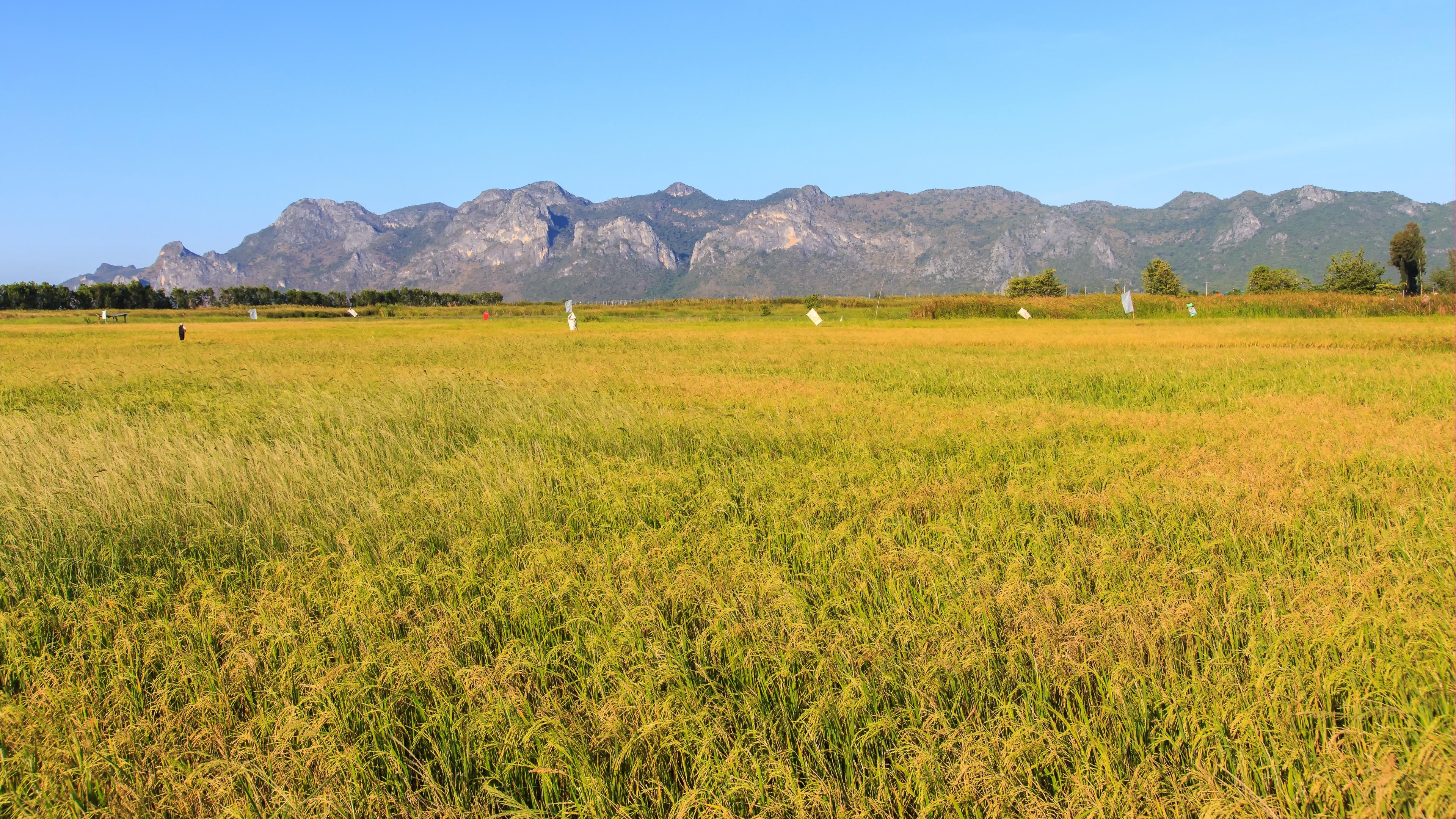 4k高清电脑壁纸(3)长期更新4k高清优质图片素材.竹石
