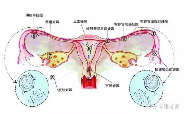 输卵管分段图片