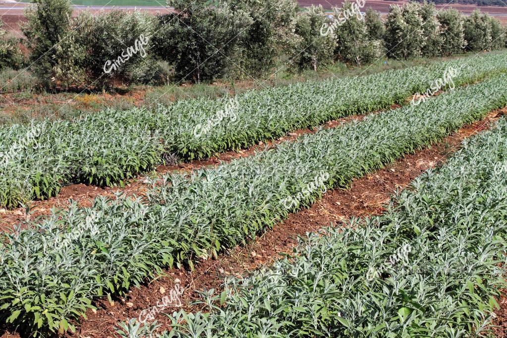 白鼠尾草种植致山野ginsage再次扩大种植规模,并计划研发白鼠尾草系列