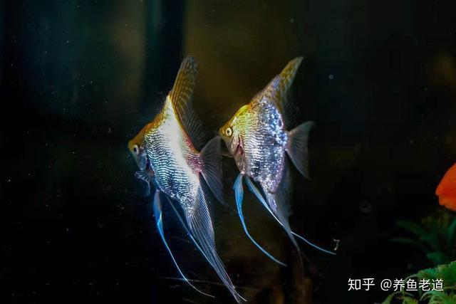 v2-e6e4f37711486cc6535b6873a85e9c4a_r.jpg