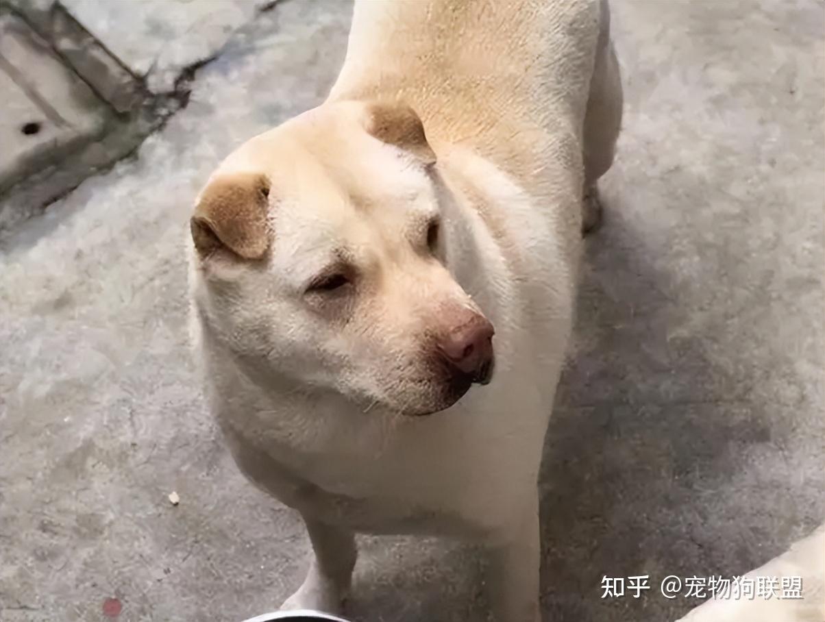 藏在广东的"五红金钱尾"潮州犬,还能再见到吗? - 知乎