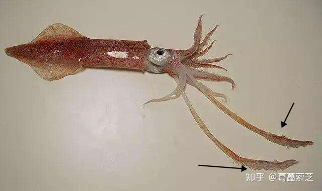 比奇堡不科学研究章鱼哥的鼻子是什么