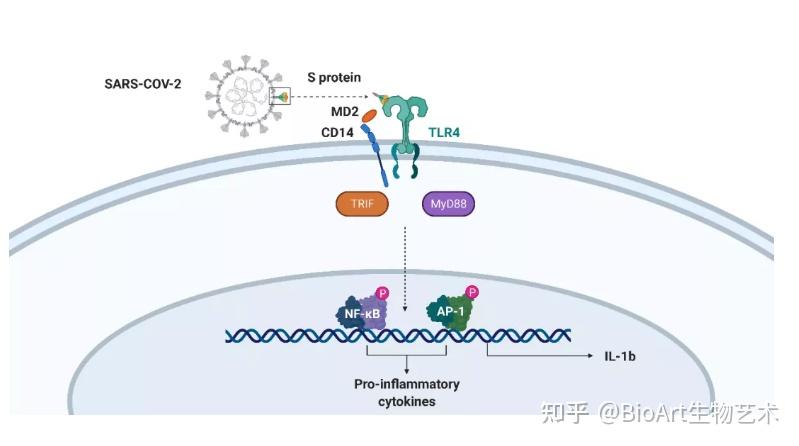 该项研究发现新型冠状病毒冠状蛋白可以结合模式识别受体tlr4,并介导