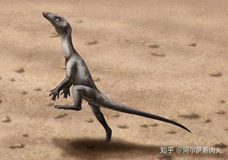 番外丨长颈之惑长颈龙科浅谈