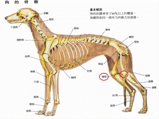 我家狗狗髌骨脱位医生说要手术可是很疼我狠不下心宝宝两岁了男孩