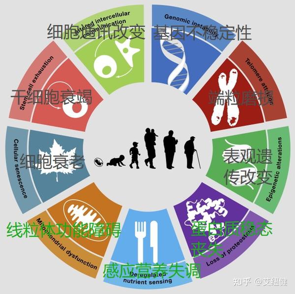 目前全球公认的9大衰老标志，你中招了吗？ - 知乎