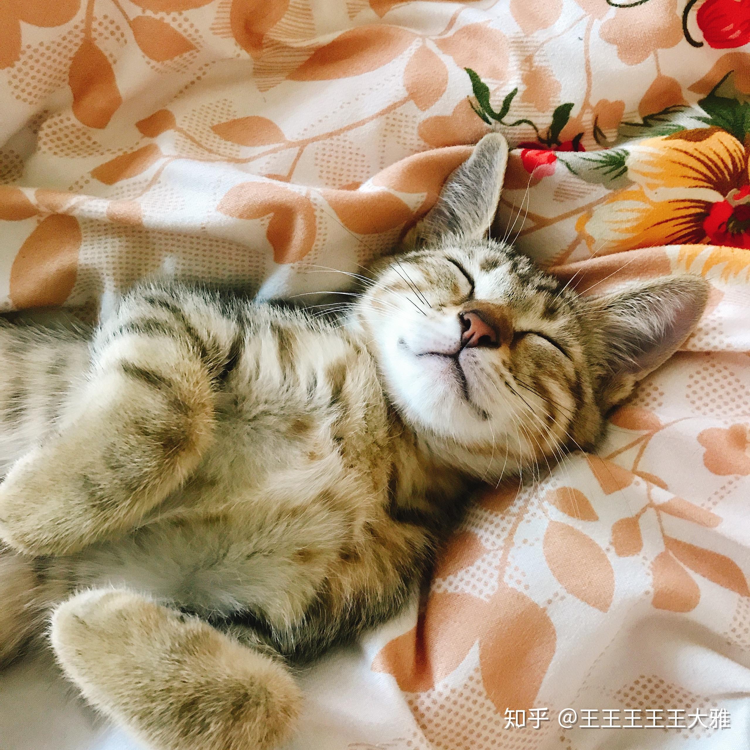 你家小动物有哪些「睡得真香」的睡姿?