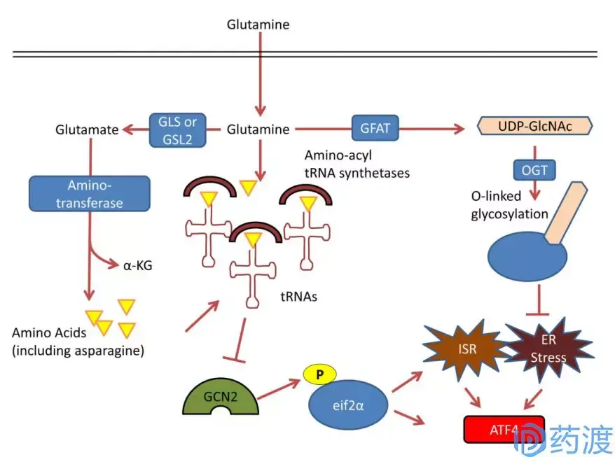 谷氨酰胺代谢与癌症治疗