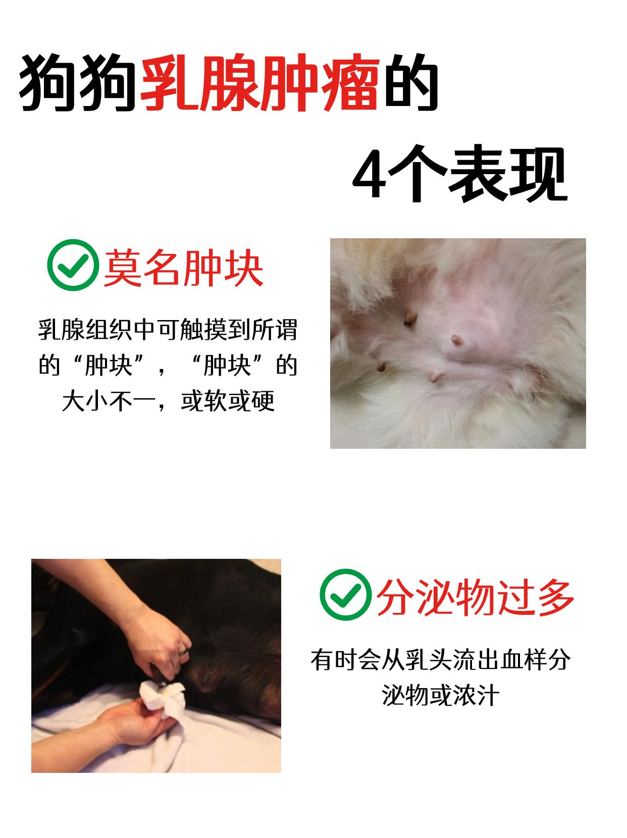 毛小孩犬只乳腺癌的治疗简介 - 陈骏逸医师 与你癌归于好