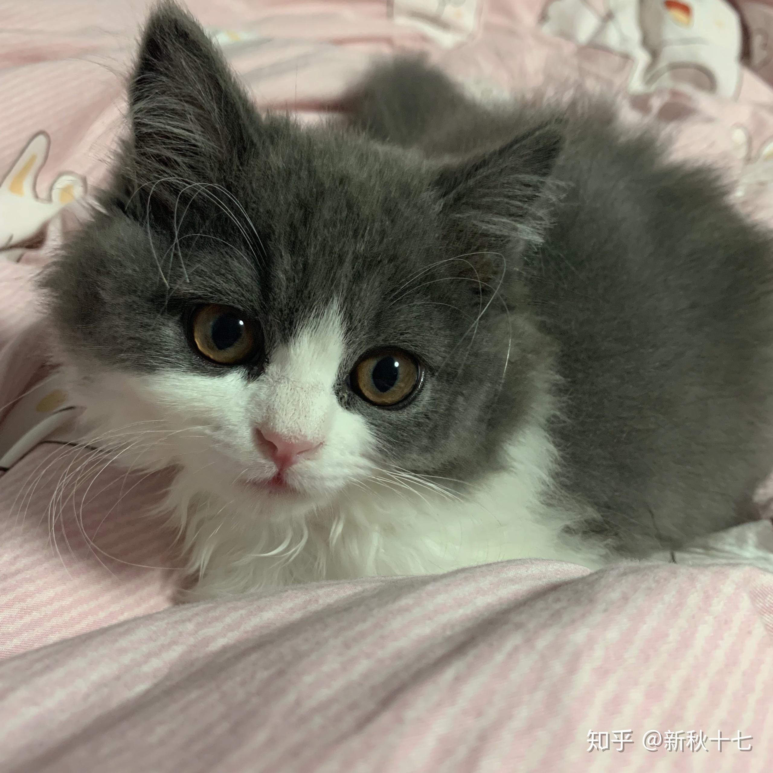 养高地猫是什么样的体验