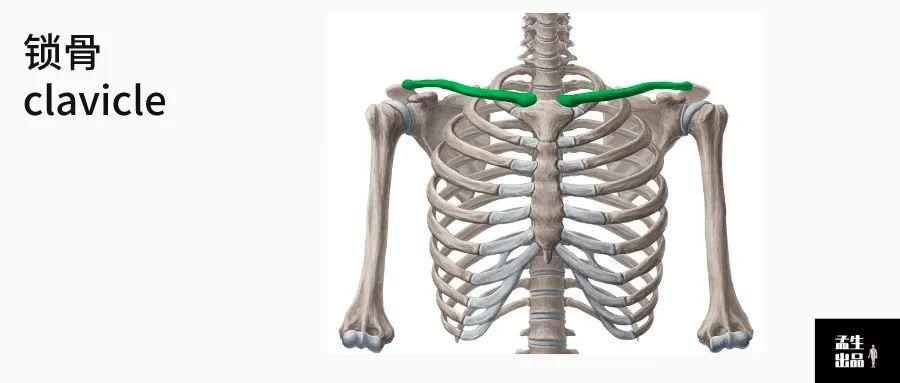 胸骨头与锁骨头的位置图片