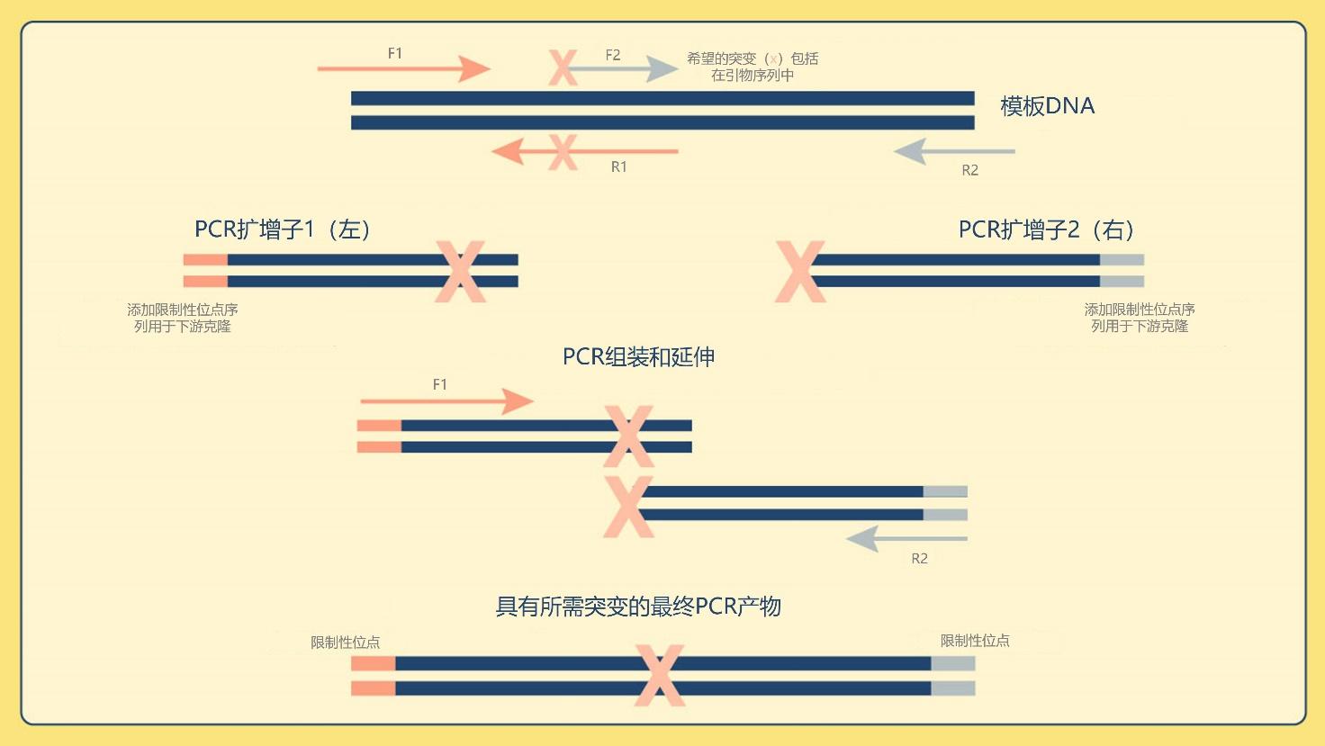 技术｜一文读懂聚合酶链式反应（pcr） 知乎