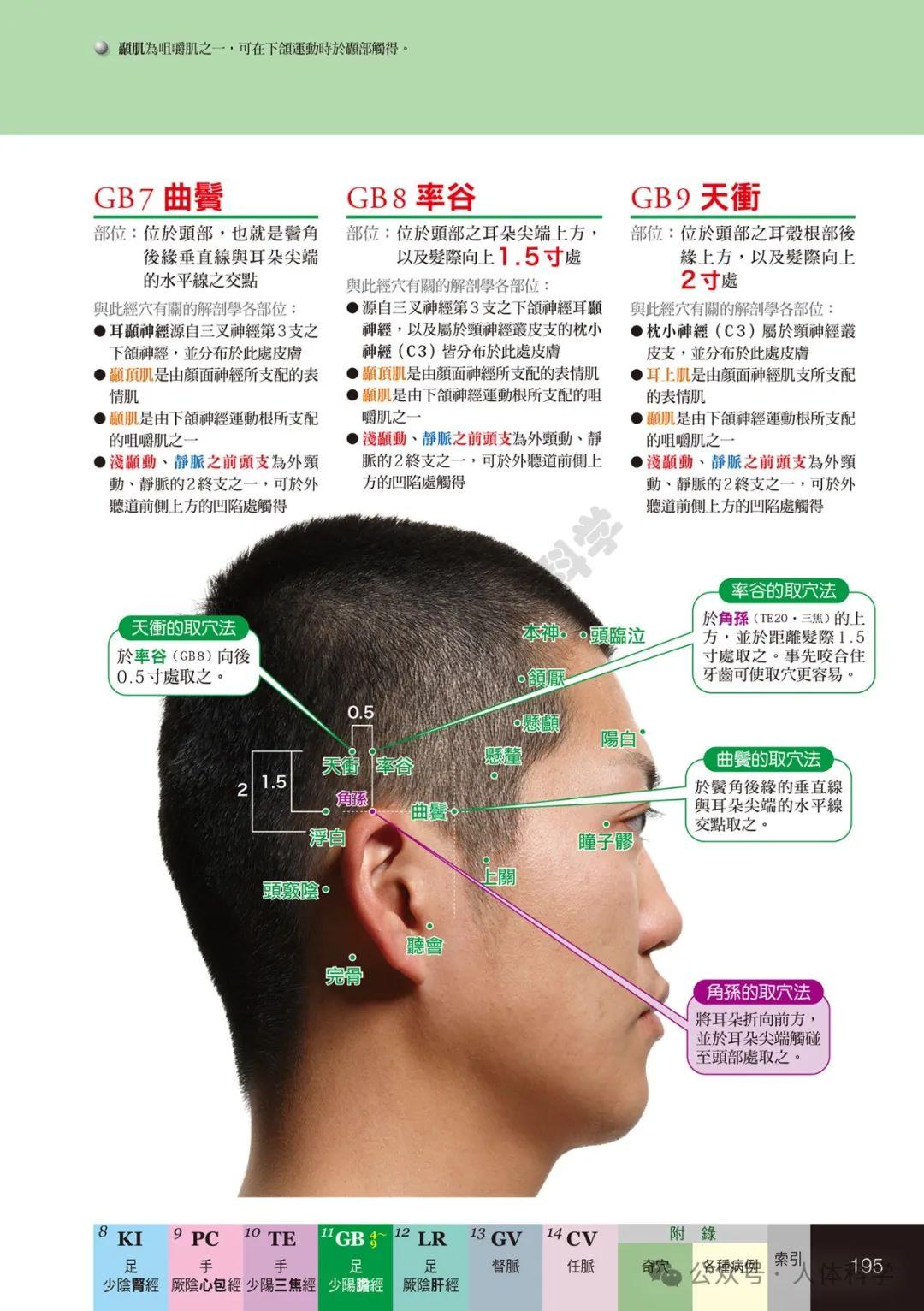【经穴科学】中医解剖学全身穴位高清图示④ - 知乎