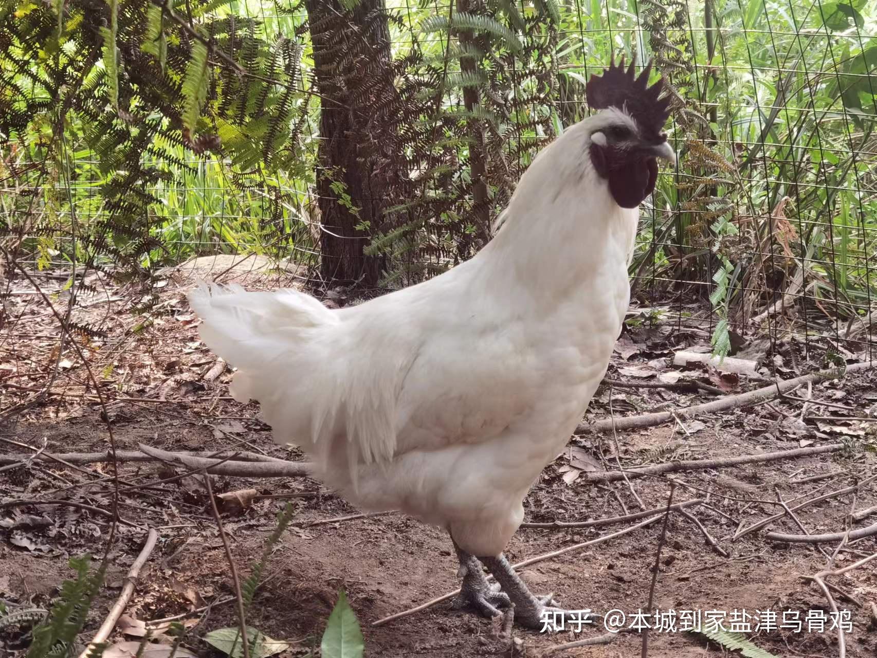 “入伏吃只鸡,一年好身体” - 知乎