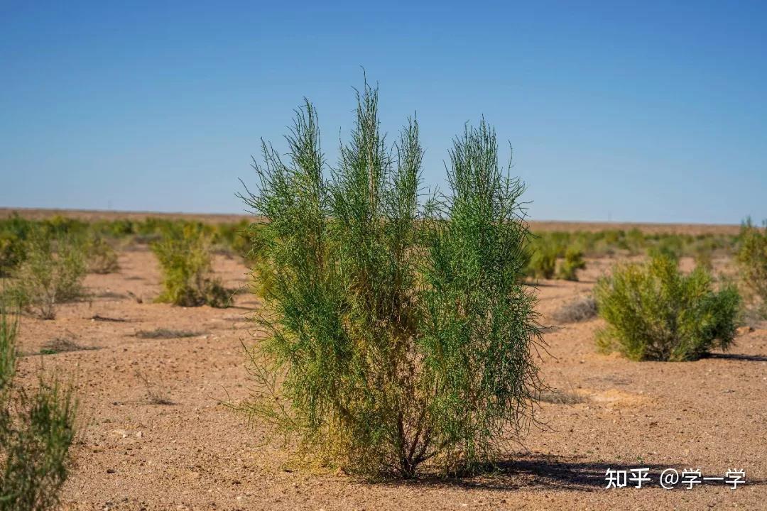 马云斥巨资在沙漠里种树承诺每年1亿棵八年过去了树怎样了