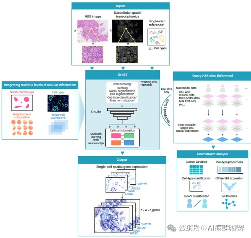 AI病理文摘 | Nature Methods同日“双黄蛋“：H&E切片预测空间转录组，研究热度空前 - 知乎
