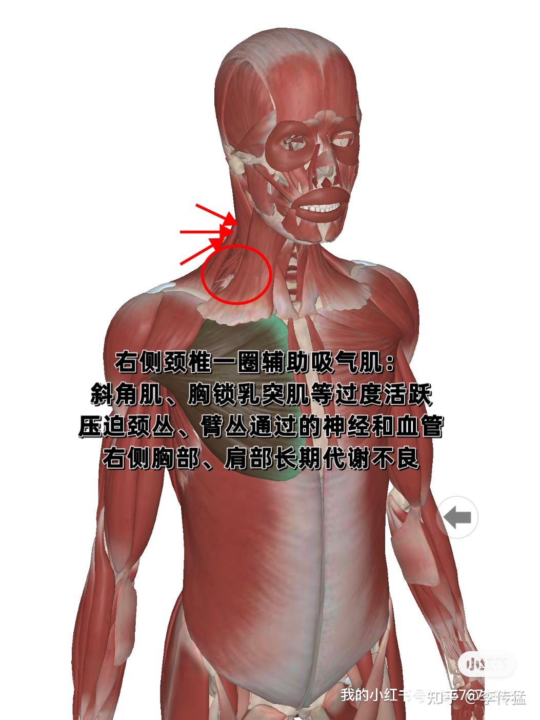 上背疼痛、大小胸、右肩疼痛 - 知乎