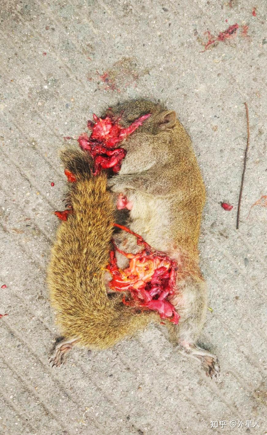 外星人不完全记录动物尸体