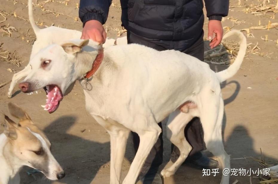 华夏细犬图片