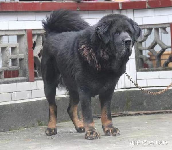 真正的藏獒是什么样的? - 知乎