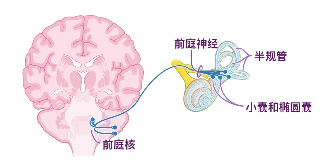 人体解剖学基础:小脑 - 知乎