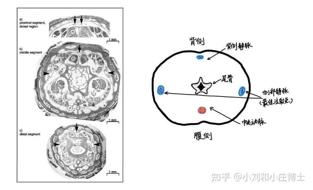 小鼠颈部血管解剖图图片
