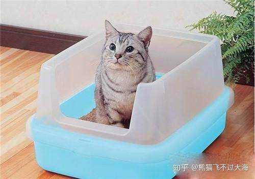 猫换个环境不大便 知乎