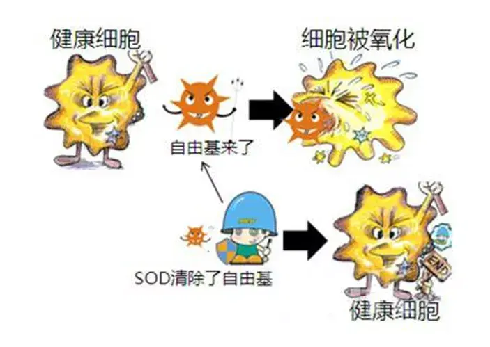 1969年,mccord 发现了超氧化物歧化酶sod,能将氧自由基转换成双氧水