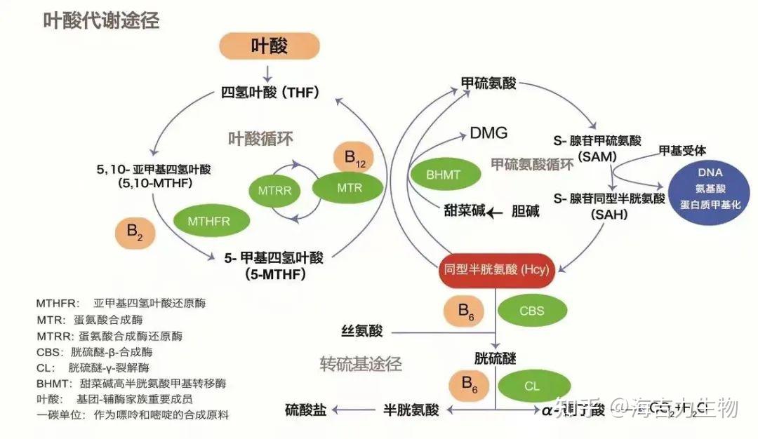 关于叶酸代谢基因检测 - 知乎