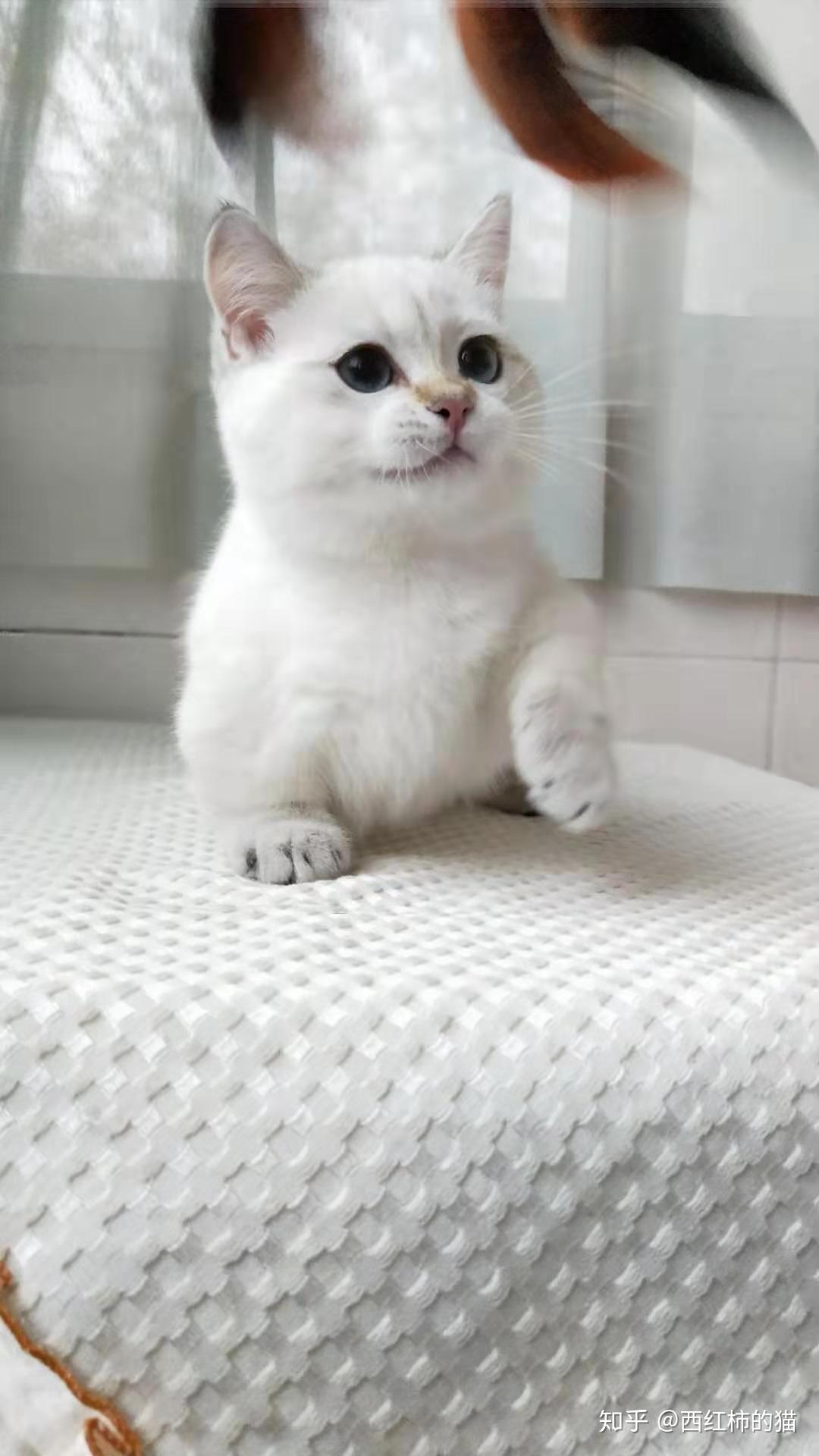 保留了曼基康矮脚猫的短腿特征,结合了英短猫的胖胖的圆脸,两者结合