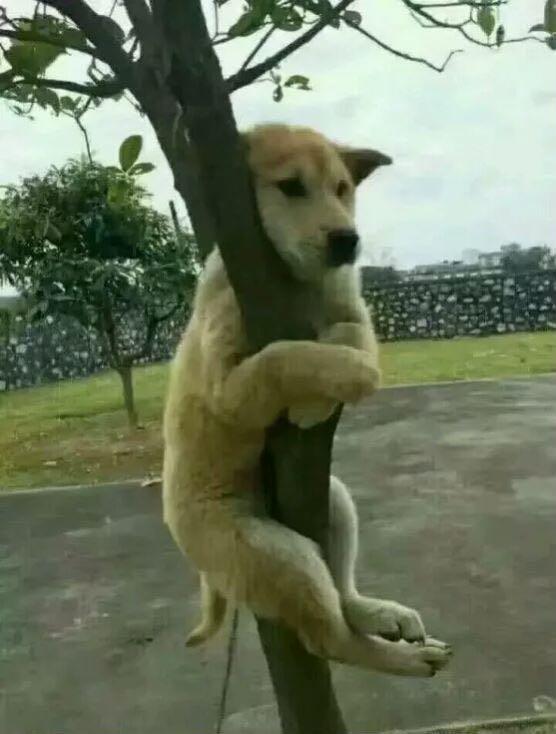 求那个狗抱树上的图片
