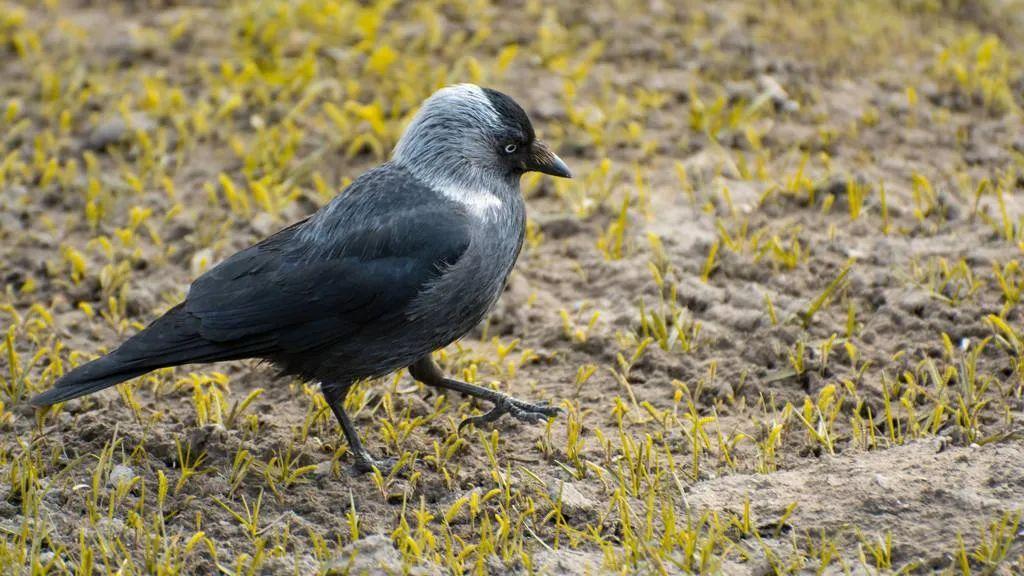 寒鸦(corvus monedula,是乌鸦的一种,也称慈鸦,慈乌,孝乌等等.