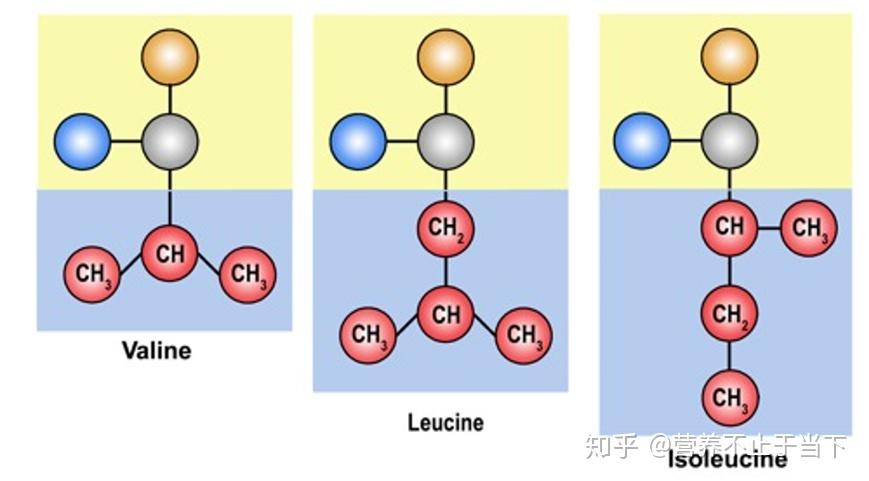 支链氨基酸结构图片