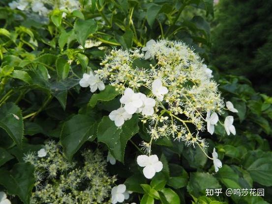 拥有了绣球 就拥有了姹紫嫣红 知乎