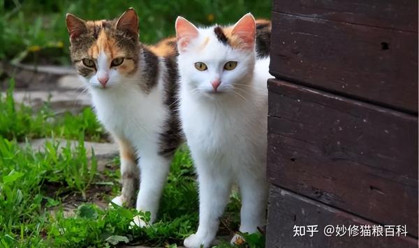 为什么更多人愿意养“三花猫”?5个原因告诉你“真相” - 知乎