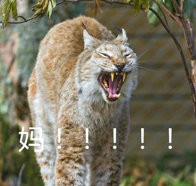 你个糟老头子坏得很我信你个鬼金馆长表情包