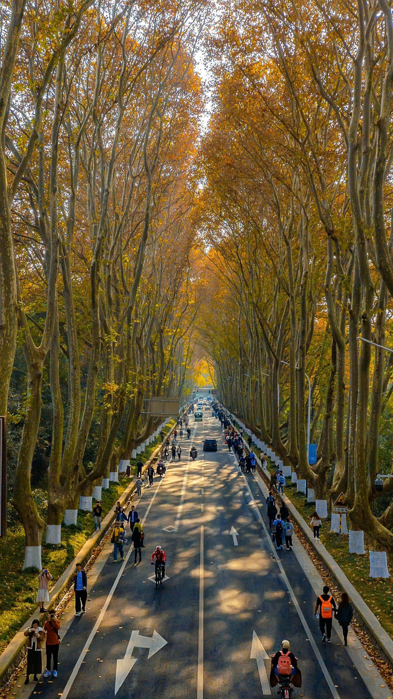 南京的梧桐树照片图片