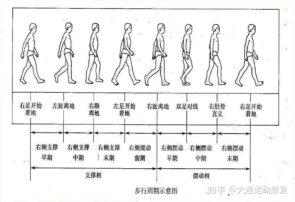 步态分析(一) - 知乎