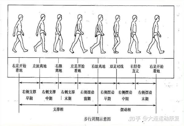 步态分析（一） - 知乎