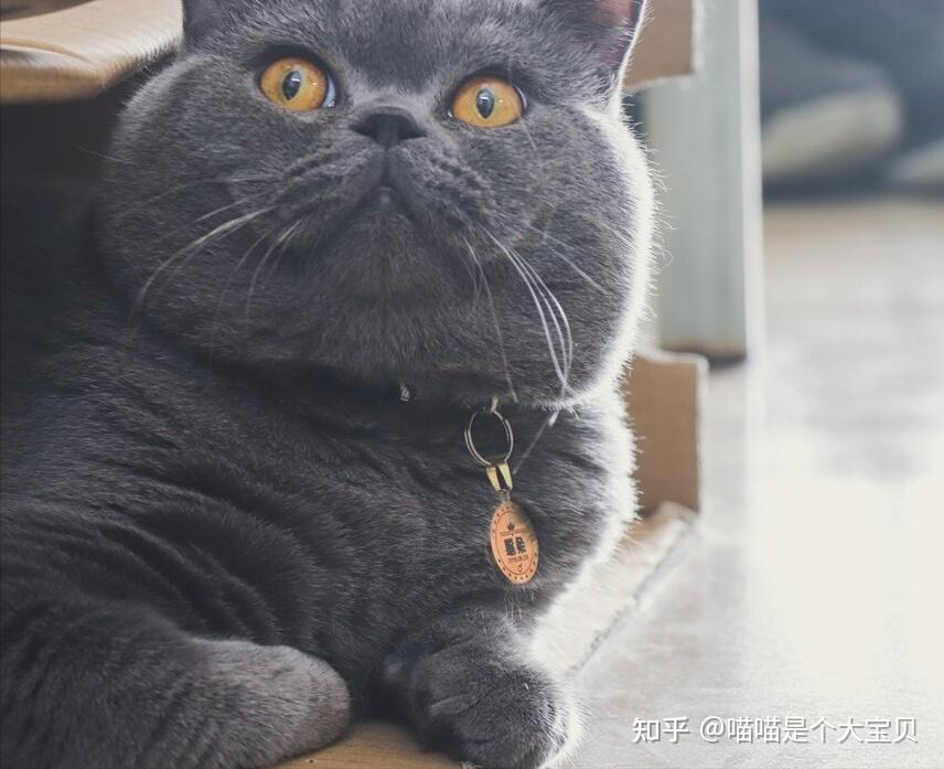 这6种猫咪，超适合新手养，省心听话 - 知乎