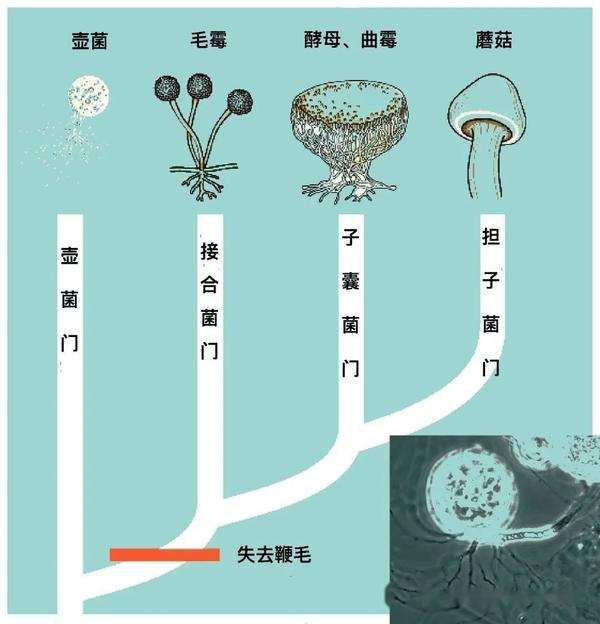 【真菌界全系列-63】真菌界—壶菌门 - 知乎