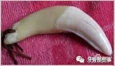 如何区分狼牙和狗牙与其他兽牙 - 知乎