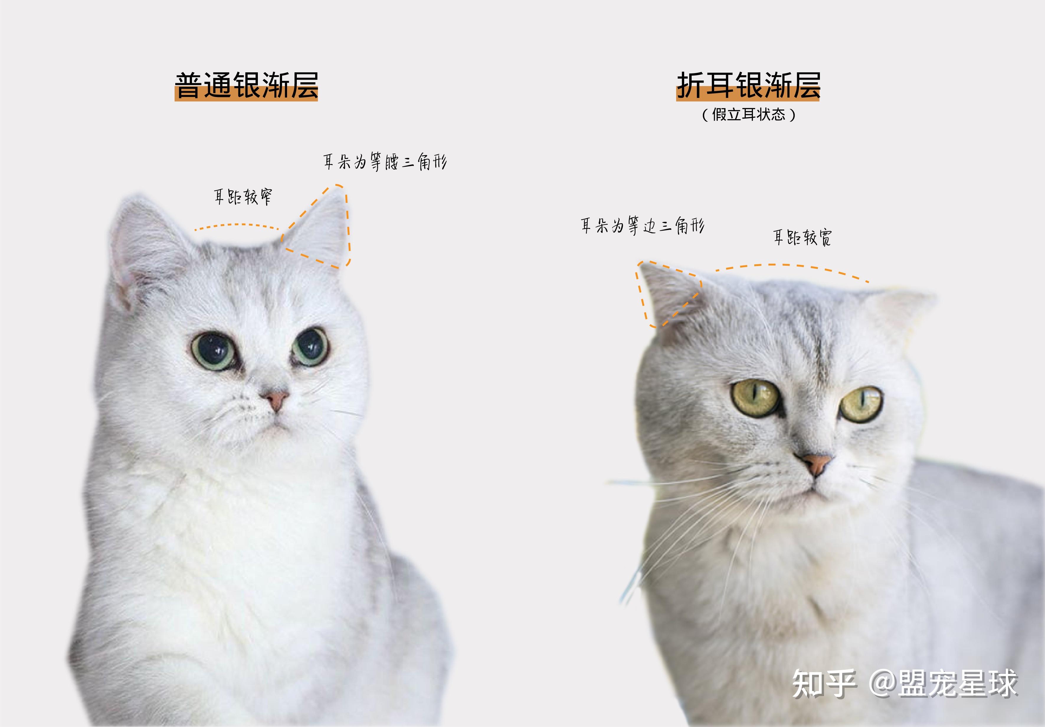 猫咪百科如何判断猫是否折耳折耳的护理