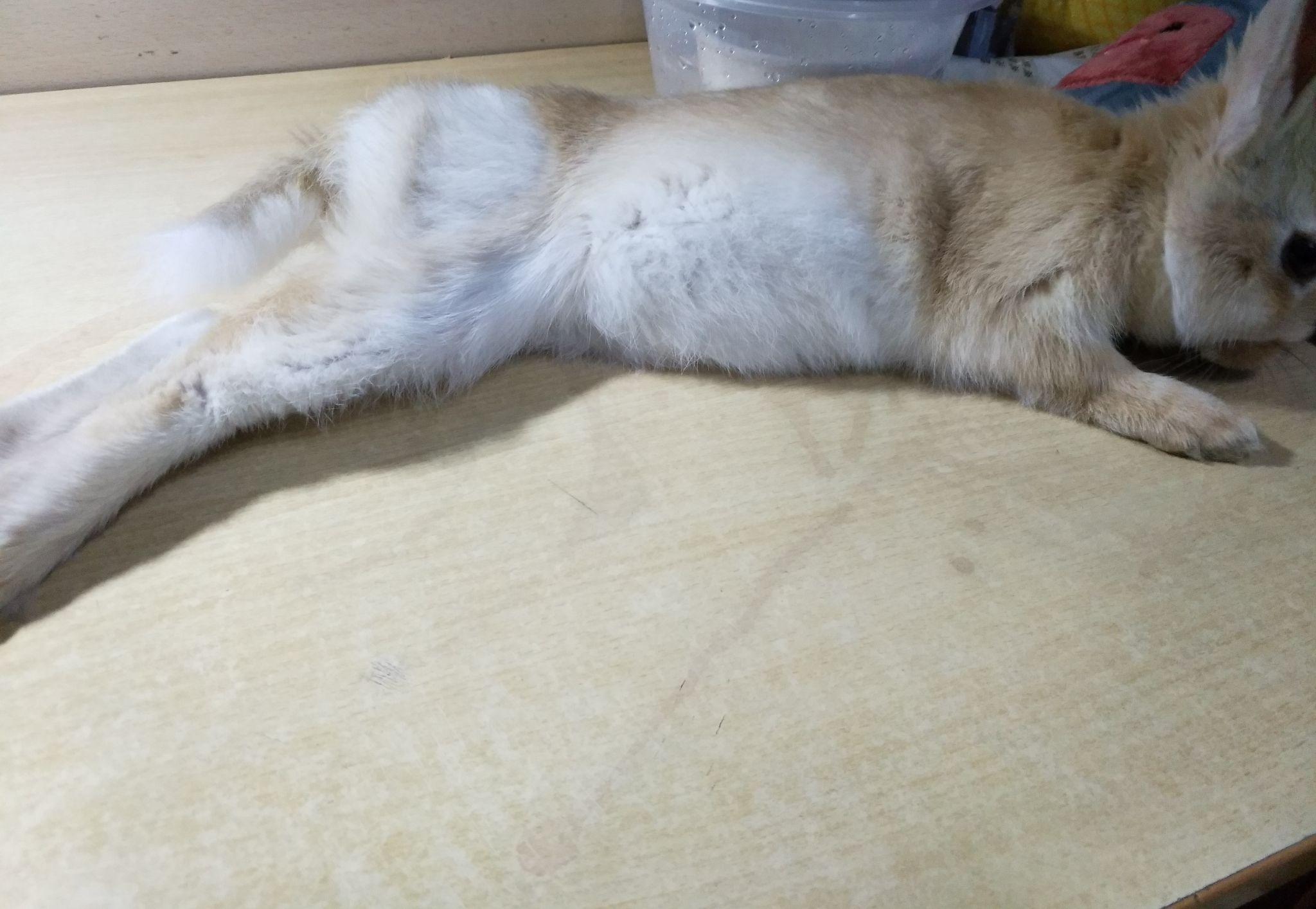 兔子吃什么为主 v2-e7c144c48abf0b7ac8017613339ed70e_r.jpg