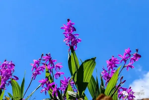 崇州这里 漫山紫花 惊艳初夏 知乎