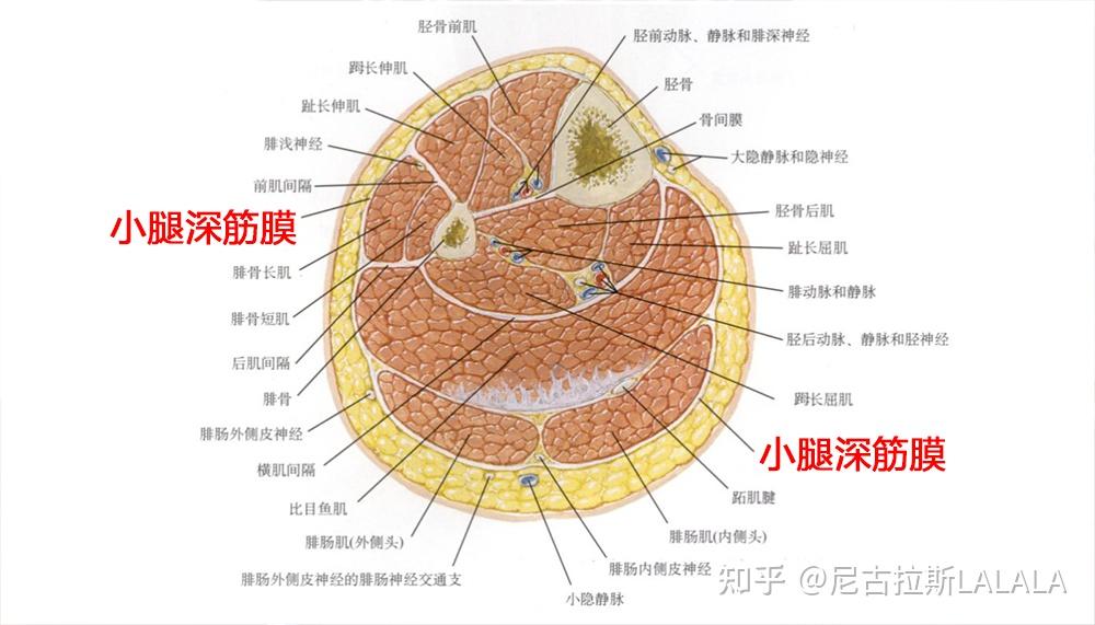 倍益康q7轻音筋膜枪好用吗?