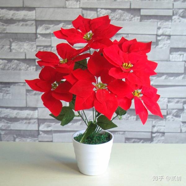 家有猫咪要注意 这些绿植对猫咪可是致命的 知乎