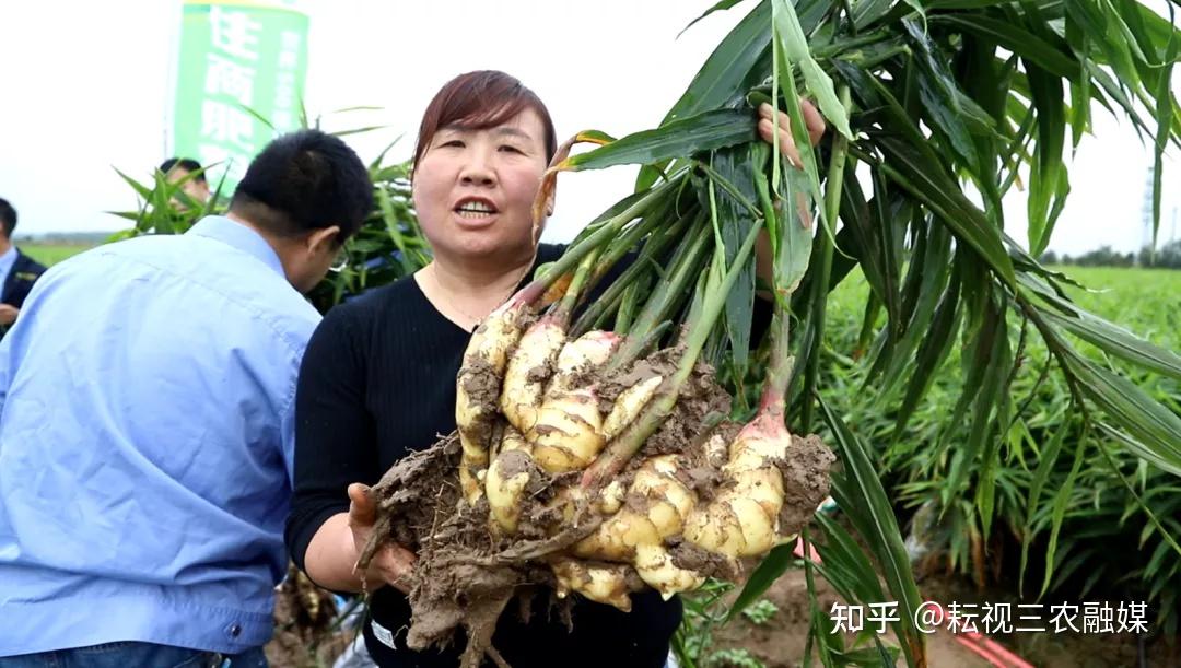 之前使用其它肥料,但是长出来的大姜个头小,卖出来的价格自然比别人低